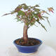 Outdoor-Bonsai - Ahorn palmatum sangokaku - Ahornpalmenblatt - 2/5