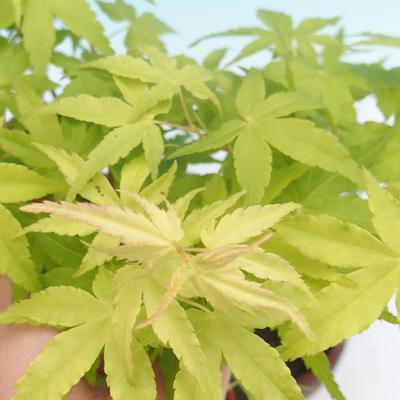 Outdoor-Bonsai-Acer palmatum Sango Koku- japanischer Ahorn - 2