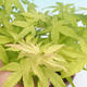 Outdoor-Bonsai-Acer palmatum Sango Koku- japanischer Ahorn - 2/2