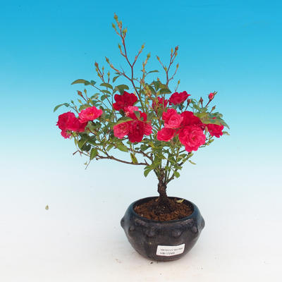 Rosa Rote Die Fee - parviforum rote Rosen - 2