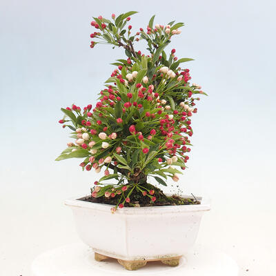 Freilandbonsai - Malus sargentii - Kleinfruchtiger Apfelbaum - 2