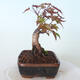 Outdoor-Bonsai - Ahorn palmatum DESHOJO - Ahorn palmate - 2/6