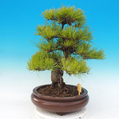Bonsai im Freien - Pinus densiflora - rote Kiefer - 2