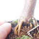 Outdoor-Bonsai - Acer-Palme. Atropurpureum-Rotes Palmblatt - 2/5