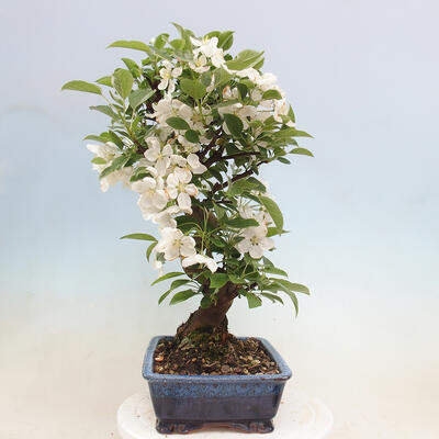 Bonsai im Freien - Malus halliana - Kleinfruchtiger Apfelbaum - 2