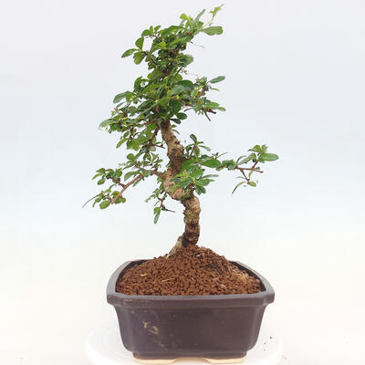 Indoor bonsai - Carmona macrophylla - Fuki tea - 2