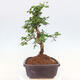 Indoor bonsai - Carmona macrophylla - Fuki tea - 2/7
