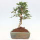 Indoor bonsai - Carmona macrophylla - Fuki tea - 2/7