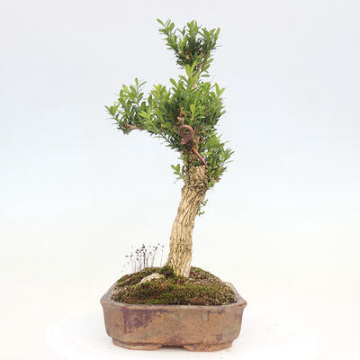 Zimmerbonsai - Buxus harlandii - Korkbuchsbaum - 2
