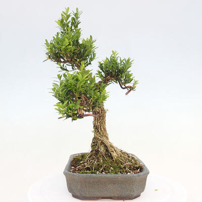 Zimmerbonsai - Buxus harlandii - Korkbuchsbaum - 2
