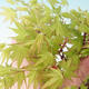 Bonsai im Freien - Acer pal. Sango Kaku - Palmblatt-Ahorn - 2/4