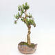 Zimmerbonsai - Buxus harlandii - Korkbuchsbaum - 2/6