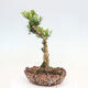 Zimmerbonsai - Buxus harlandii - Korkbuchsbaum - 2/6