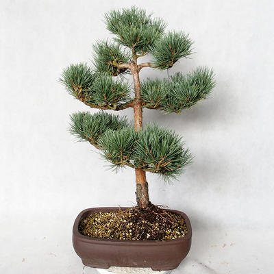 Außenbonsai - Pinus sylvestris Watereri - Waldkiefer VB2019-26848 - 2