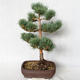 Außenbonsai - Pinus sylvestris Watereri - Waldkiefer VB2019-26848 - 2/4
