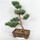 Außenbonsai - Pinus sylvestris Watereri - Waldkiefer VB2019-26852 - 2/4