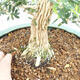 Zimmer Bonsai - Buxus harlandii - Kork Buchsbaum - 2/5