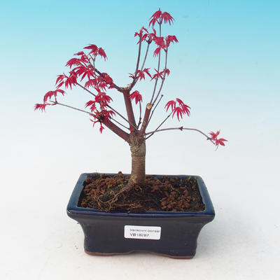 Outdoor-Bonsai - dlanitolistý Ahorn - Acer palmatum DESHOJO - 2