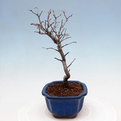Bonsai im Freien - Photinia villosa - Photinia villosa - 2