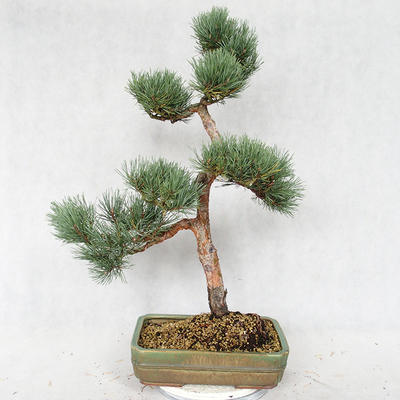 Außenbonsai - Pinus sylvestris Watereri - Waldkiefer VB2019-26877 - 2