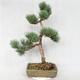 Außenbonsai - Pinus sylvestris Watereri - Waldkiefer VB2019-26877 - 2/4