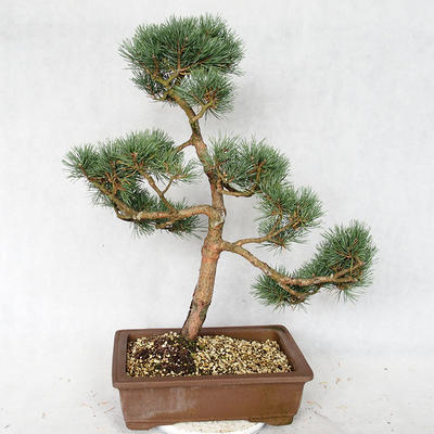 Außenbonsai - Pinus sylvestris Watereri - Waldkiefer VB2019-26878 - 2