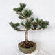 Outdoor Bonsai - Pinus Mugo - Kiefer kniend VB2019-26886 - 2/4