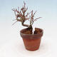 Bonsai im Freien Acer palmatum - Ahornpalme - 2/4