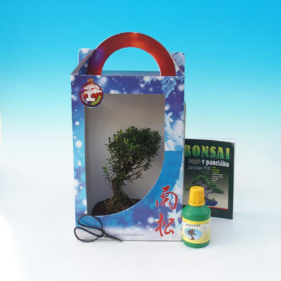 Ficus retusa - Fikus malolistý, Zimmer-Bonsai in einem Geschenkkarton - 2
