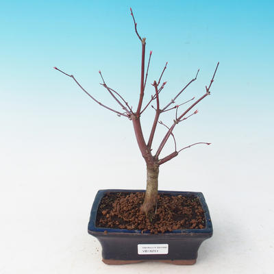 Outdoor-Bonsai - dlanitolistý Ahorn - Acer palmatum DESHOJO - 2