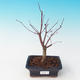 Outdoor-Bonsai - dlanitolistý Ahorn - Acer palmatum DESHOJO - 2/2