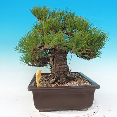 Bonsai im Freien - Pinus thunbergii - Thunberg-Kiefer - 2