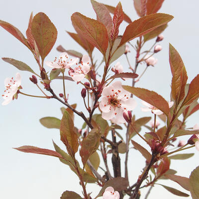 Bonsai im Freien - Prunus ceras Nigra - Pflaumenbaum - 2
