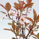 Bonsai im Freien - Prunus ceras Nigra - Pflaumenbaum - 2/2