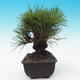 Outdoor-Bonsai - Pinus thunbergii corticosa - Kork Kiefer - 2/5