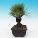 Outdoor-Bonsai - Pinus thunbergii corticosa - Kork Kiefer - 2/4