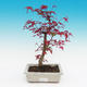Outdoor-Bonsai - Ahorn palmatum DESHOJO - Maple dlanitolistý - 2/2