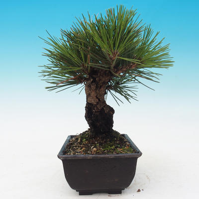 Outdoor-Bonsai - Pinus thunbergii corticosa - Kork Kiefer - 2