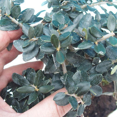 Zimmer Bonsai - Olea europaea sylvestris -Oliva Europäische drobnolistá - 2