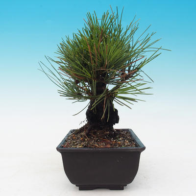 Outdoor-Bonsai - Pinus thunbergii corticosa - Kork Kiefer - 2