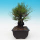Outdoor-Bonsai - Pinus thunbergii corticosa - Kork Kiefer - 2/4