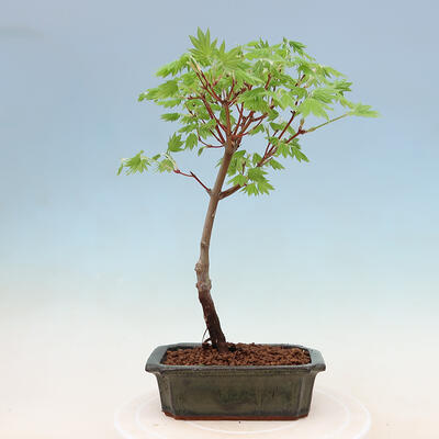 Outdoor-Bonsai - Ahorn palmatum katsura GISAN - Ahorn palmate - 2