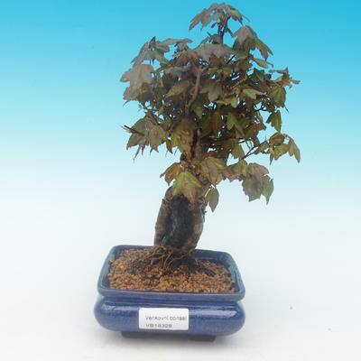 Shohin - Ahorn-Acer burgerianum auf Felsen - 2