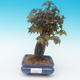 Shohin - Ahorn-Acer burgerianum auf Felsen - 2/6