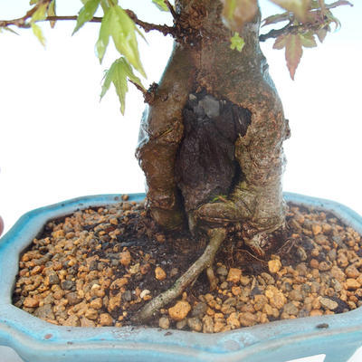 Shohin - Ahorn-Acer burgerianum auf Felsen - 2