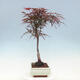 Bonsai im Freien - Acer palmatum RED PYGMY - 2/4