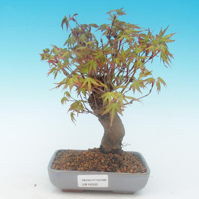Shohin - Ahorn-Acer palmatum - 2