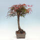 Bonsai im Freien - Acer palmatum RED PYGMY - 2/4
