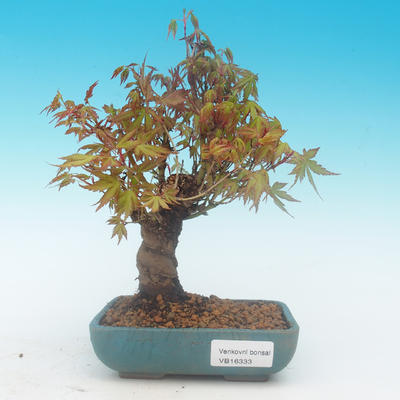 Shohin - Ahorn-Acer palmatum - 2