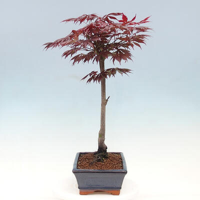 Freilandbonsai - Acer palmatum TROMPENBURG - 2